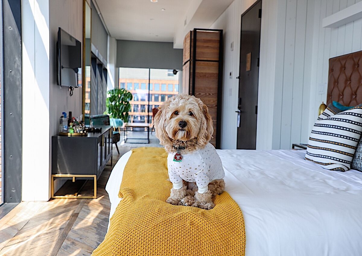 What are the most pet-friendly hotels you can book